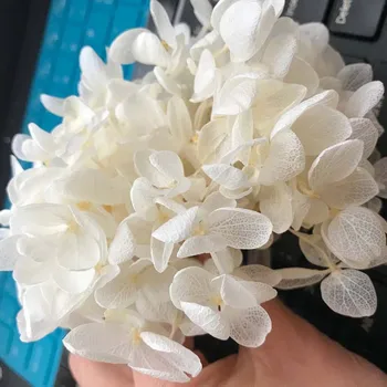 20 g Konzerviranog boja hortenzija Anne, Suha prave svježe hortenzija Форевер s malim lišćem, Zimzelen ruže,